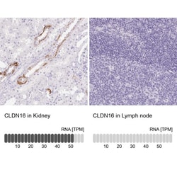 Claudin-16 Antibody, Novus Biologicals:Antibodies:Primary Antibodies